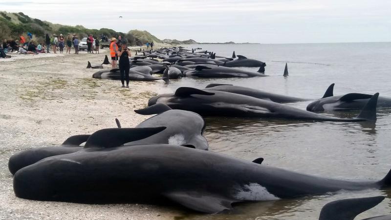 Volunteers try to save about 100 pilot whales after more than 400 of them were stranded at Farewell Spit near Nelson, New Zealand, on Friday. Volunteers try to save about 100 pilot whales after more than 400 of them were stranded at Farewell Spit near Nelson, New Zealand, on Friday.
