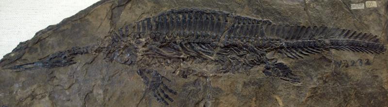 Mounted specimen of Hupehsuchus nanchangensis on display at the Paleozoological Museum of China Mounted specimen of Hupehsuchus nanchangensis on display at the Paleozoological Museum of China