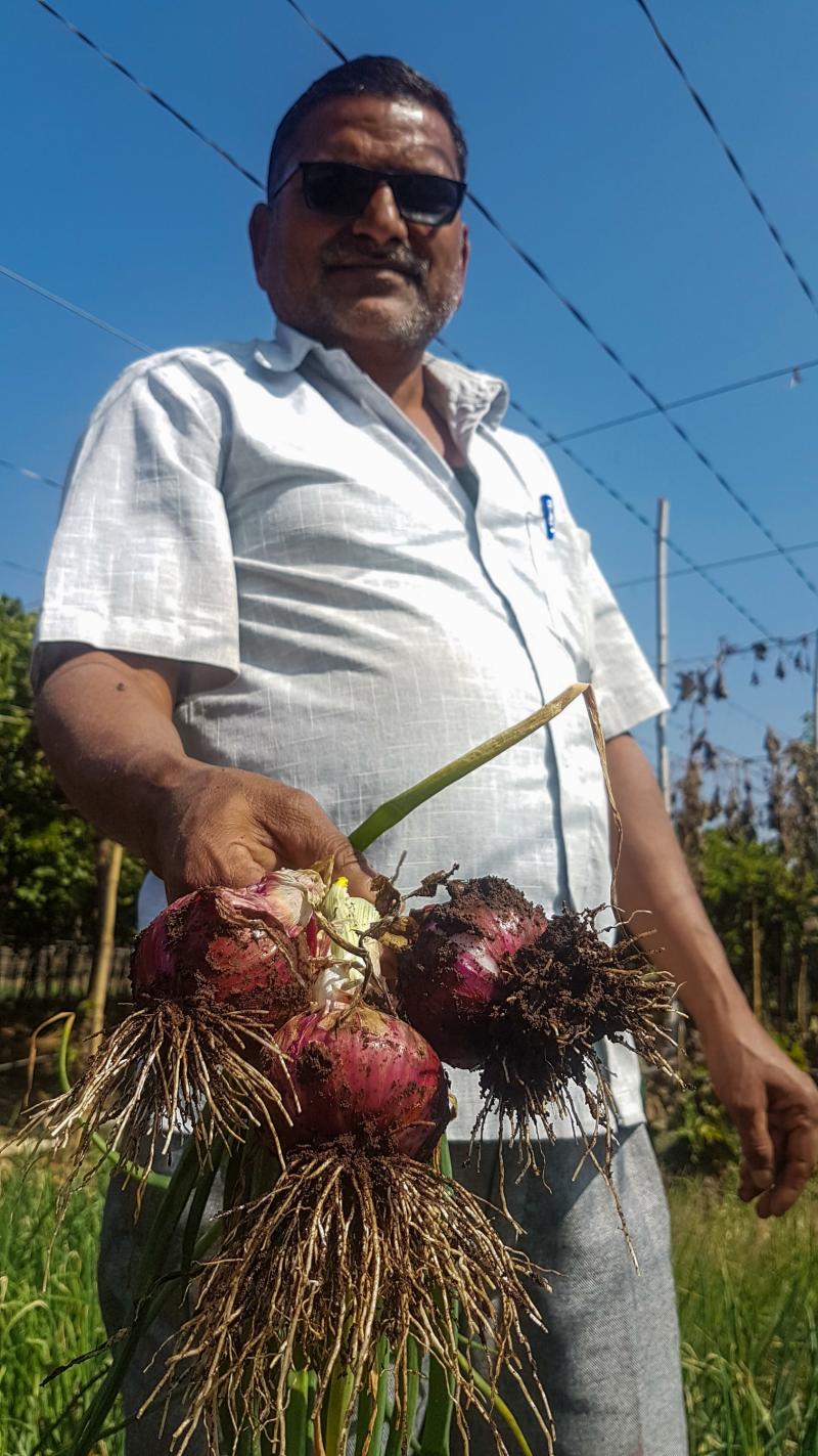Sanjay Sathe, 44, grows onions on about an acre of land on a roadside in India's Maharashtra state. His family farm prospered under his grandfather and father, but now he has to raise goats because the price of onions keeps falling. Sanjay Sathe, 44, grows onions on about an acre of land on a roadside in India's Maharashtra state. His family farm prospered under his grandfather and father, but now he has to raise goats because the price of onions keeps falling.
