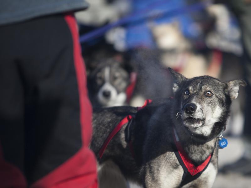 After the 45th Iditarod Trail Sled Dog Race in March, the race board says, several dogs from a single team tested positive for a banned substance. After the 45th Iditarod Trail Sled Dog Race in March, the race board says, several dogs from a single team tested positive for a banned substance.
