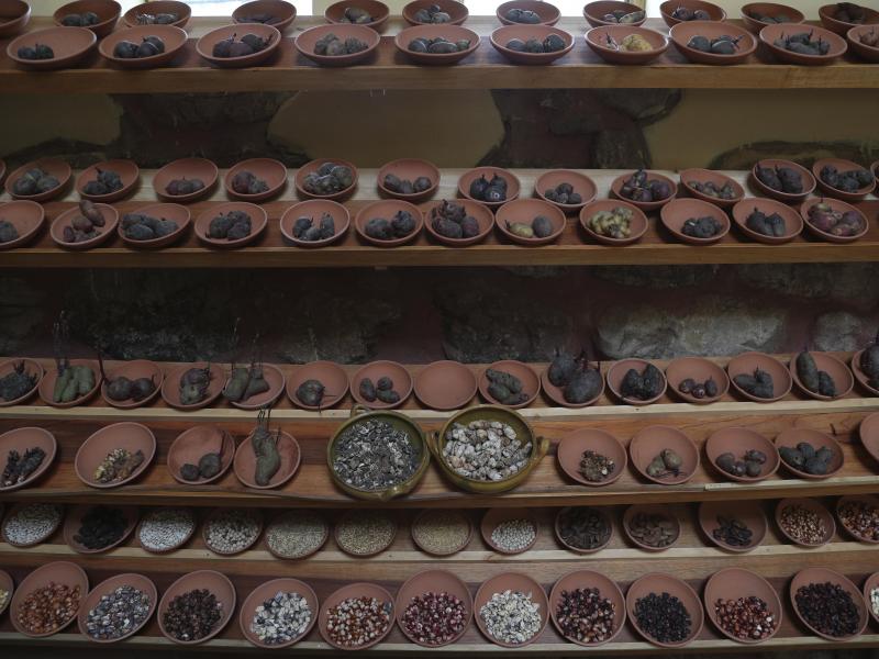 Different types of potatoes seed are seen displayed in "Parque de la Papa" or Potato Park, in Pisac, Peru. One hundred and fifty type of tubers from the Sacred Valley highlands are native to Peru. Different types of potatoes seed are seen displayed in "Parque de la Papa" or Potato Park, in Pisac, Peru. One hundred and fifty type of tubers from the Sacred Valley highlands are native to Peru.