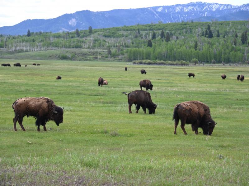 Bison graze at Grand Teton National Park in Wyoming in 2019. Grand Teton National Park is located near Yellowstone and remains fully open as an alternate travel destination while Yellowstone works to recover from flooding. Bison graze at Grand Teton National Park in Wyoming in 2019. Grand Teton National Park is located near Yellowstone and remains fully open as an alternate travel destination while Yellowstone works to recover from flooding.