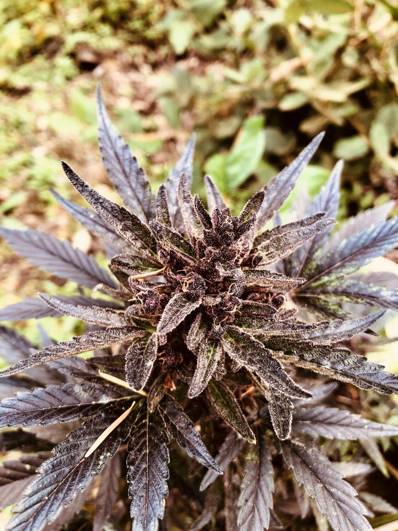A marijuana plant grows in California's Shasta-Trinity National Forest. This plant is part of an illegal growing operation by highly organized drug cartels that take advantage of the forests' thick canopy to help hide their operations. A marijuana plant grows in California's Shasta-Trinity National Forest. This plant is part of an illegal growing operation by highly organized drug cartels that take advantage of the forests' thick canopy to help hide their operations.