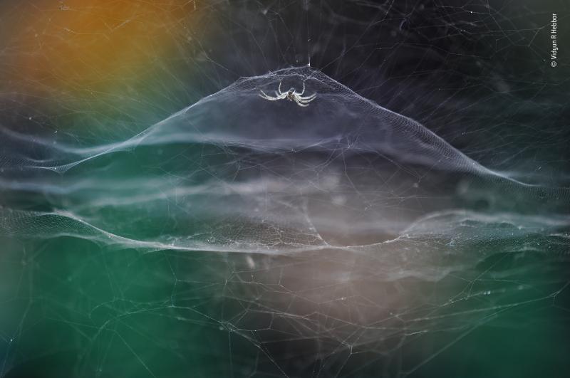 Dome home by Vidyun R Hebbar, India, Winner, 10 Years and Under. Vidyun R Hebbar watches a tent spider as a tuk-tuk passes by. Exploring his local theme park, he found an occupied spider's web in a gap in a wall. A passing tuk-tuk provided a backdrop of r Dome home by Vidyun R Hebbar, India, Winner, 10 Years and Under. Vidyun R Hebbar watches a tent spider as a tuk-tuk passes by. Exploring his local theme park, he found an occupied spider's web in a gap in a wall. A passing tuk-tuk provided a backdrop of r