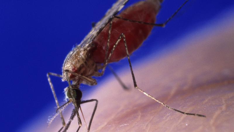 An Anopheles mosquito — the only kind that can spread malaria — feeds on a human. On Monday, a 4-year-old girl died of the disease in Italy, where malaria was thought to have been eradicated. An Anopheles mosquito — the only kind that can spread malaria — feeds on a human. On Monday, a 4-year-old girl died of the disease in Italy, where malaria was thought to have been eradicated.