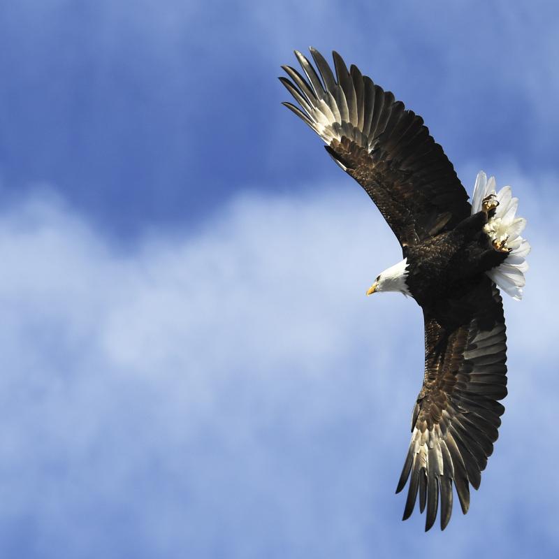 A bald eagle takes flight from a tree along the Platte River in Denver, Colorado. In Michigan, a bald eagle is being blamed for an attack that downed one of the state's drones. A bald eagle takes flight from a tree along the Platte River in Denver, Colorado. In Michigan, a bald eagle is being blamed for an attack that downed one of the state's drones.