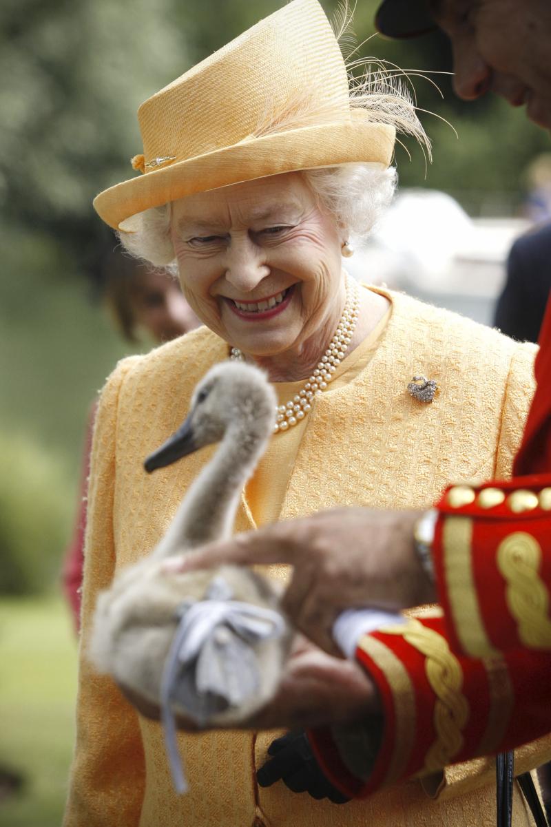 By law, all wild swans in Great Britain belong to Queen Elizabeth. By law, all wild swans in Great Britain belong to Queen Elizabeth.