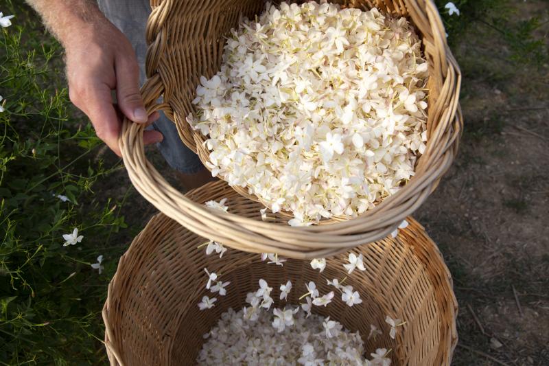 Perfume flower grower Pierre Chiarla picks jasmine flowers in his field in Grasse, France. Perfume flower grower Pierre Chiarla picks jasmine flowers in his field in Grasse, France.