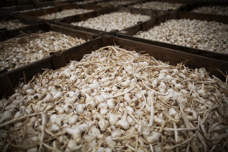 Garlic sits in bins before being processed at the processing plant. Garlic sits in bins before being processed at the processing plant.