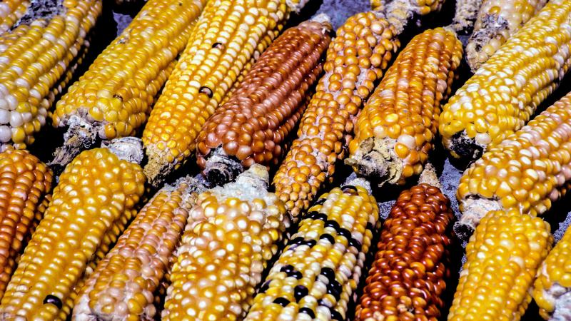 Corn from a fall harvest in Guatemala. Corn from a fall harvest in Guatemala.