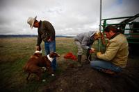 Bryan Ulring (left), ranch hand Graham Fulton (right) and Nature Conservancy ecologist Nathan Korb (center) install a pipe on a new well dug for the cattle Ulring manages for J Bar L Ranch. The ranch is working with The Nature Conservancy to try to preser Bryan Ulring (left), ranch hand Graham Fulton (right) and Nature Conservancy ecologist Nathan Korb (center) install a pipe on a new well dug for the cattle Ulring manages for J Bar L Ranch. The ranch is working with The Nature Conservancy to try to preser