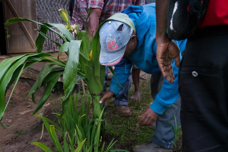 At the end of a cease-fire meeting, people plant a tanket, a kind of palm lily, together. The tree that grows is meant to symbolize harmony at the end of the process. At the end of a cease-fire meeting, people plant a tanket, a kind of palm lily, together. The tree that grows is meant to symbolize harmony at the end of the process.