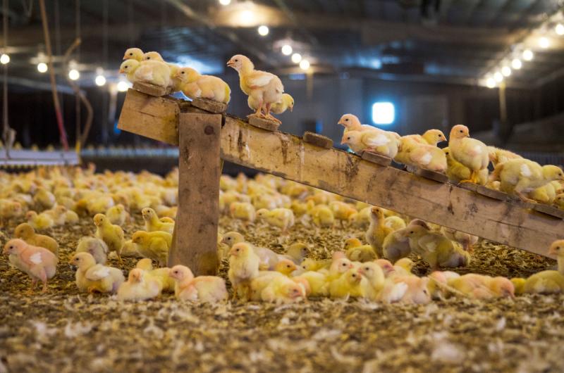 Perdue will study the effects of features such as perches in chicken houses. It hopes to double the activity levels of its chickens in the next three years. Perdue will study the effects of features such as perches in chicken houses. It hopes to double the activity levels of its chickens in the next three years.