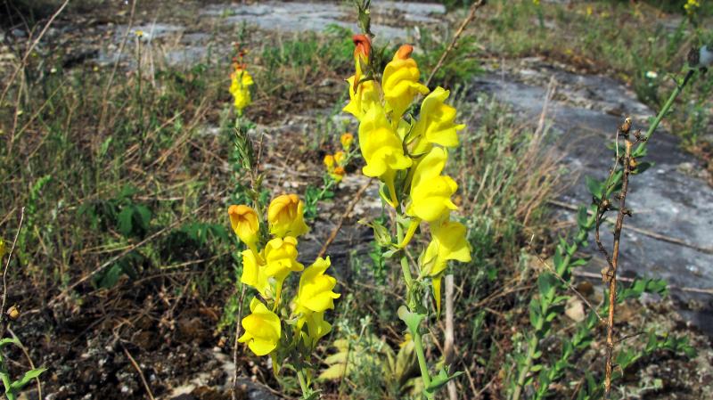 A tall, rubbery weed with golden flowers Dalmatian toadflax is encroaching on grasslands in 32 U.S. states. A tall, rubbery weed with golden flowers Dalmatian toadflax is encroaching on grasslands in 32 U.S. states.