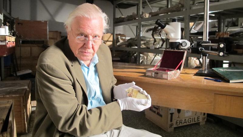 Sir David Attenborough at the Beijing Museum of Natural History with fossil of Juramaia, as featured in the Smithsonian Channel series Rise of Animals: Triumph of the Vertebrates. Sir David Attenborough at the Beijing Museum of Natural History with fossil of Juramaia, as featured in the Smithsonian Channel series Rise of Animals: Triumph of the Vertebrates.