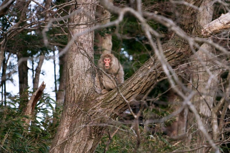 A macaque monkey in a tree in Fukushima prefecture. After the 2011 nuclear disaster, towns and neighborhoods in Fukushima were left devoid of humans for years, and nature started to reclaim the space. A macaque monkey in a tree in Fukushima prefecture. After the 2011 nuclear disaster, towns and neighborhoods in Fukushima were left devoid of humans for years, and nature started to reclaim the space.
