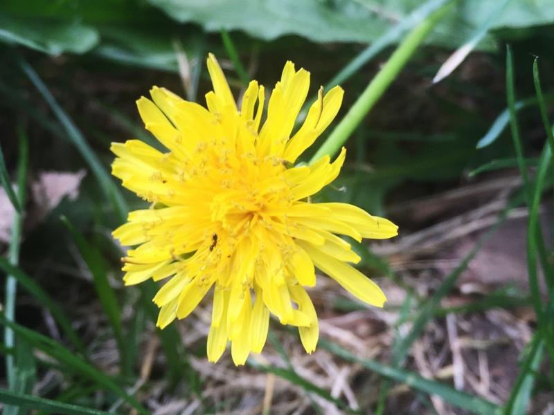 Dandelion (Taraxacum officinale) flower found on the sidewalk in Meridian Hill Park, Washington, D.C. It's edible, but isn't on "Wildman" Steve Brill's list of seven. Dandelion (Taraxacum officinale) flower found on the sidewalk in Meridian Hill Park, Washington, D.C. It's edible, but isn't on "Wildman" Steve Brill's list of seven.