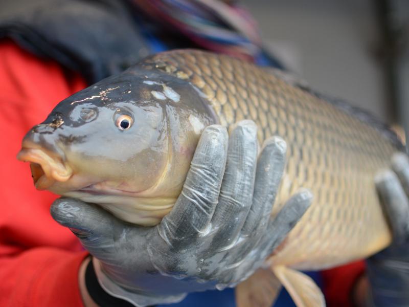 This guy is about to become someone's Christmas dinner. But probably not before he swims around the family bathtub for a couple of days. This guy is about to become someone's Christmas dinner. But probably not before he swims around the family bathtub for a couple of days.