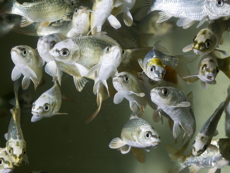 If they're able to swim to hot water, carp will survive infection with a type of herpes virus. If they're able to swim to hot water, carp will survive infection with a type of herpes virus.