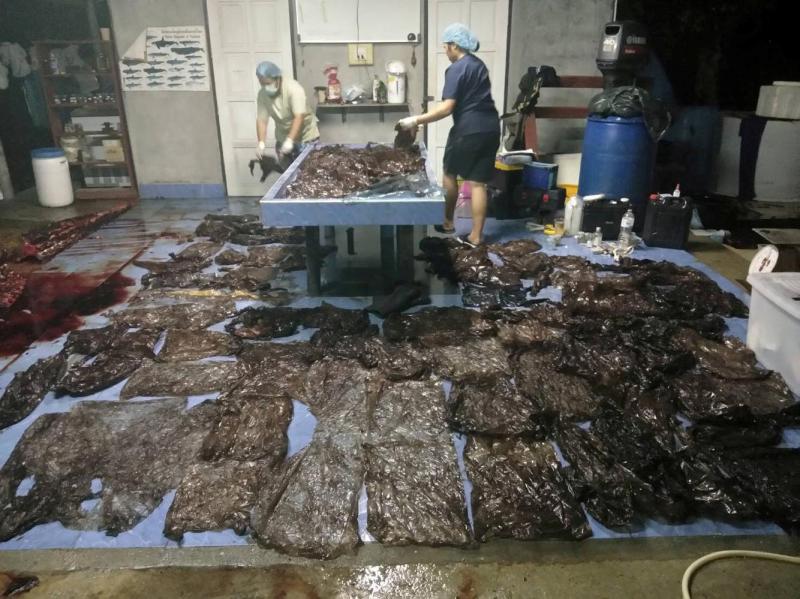 Some 80 plastic bags extracted from within a whale are being laid out in Songkhla, Thailand, in this still image captured from video footage. Some 80 plastic bags extracted from within a whale are being laid out in Songkhla, Thailand, in this still image captured from video footage.
