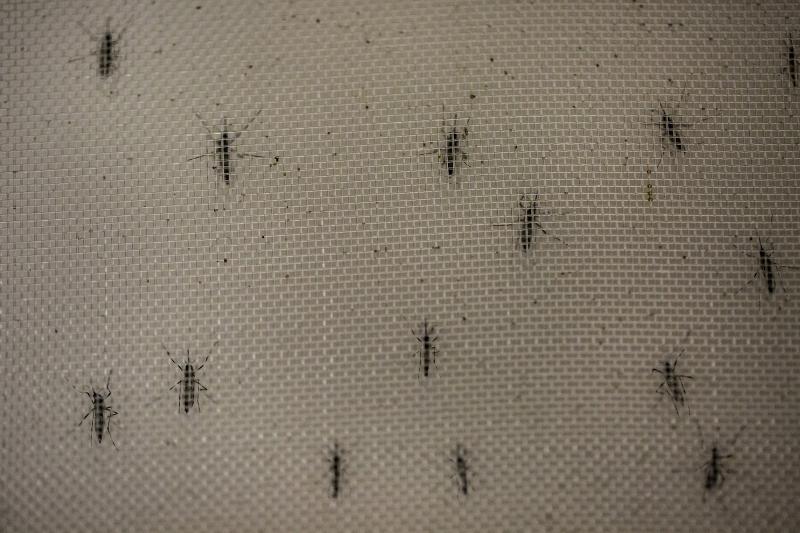 Aedes aegypti mosquitoes infected with the Wolbachia bacterium, which appears to block transmission of dengue fever and other mosquito-borne viruses. Aedes aegypti mosquitoes infected with the Wolbachia bacterium, which appears to block transmission of dengue fever and other mosquito-borne viruses.