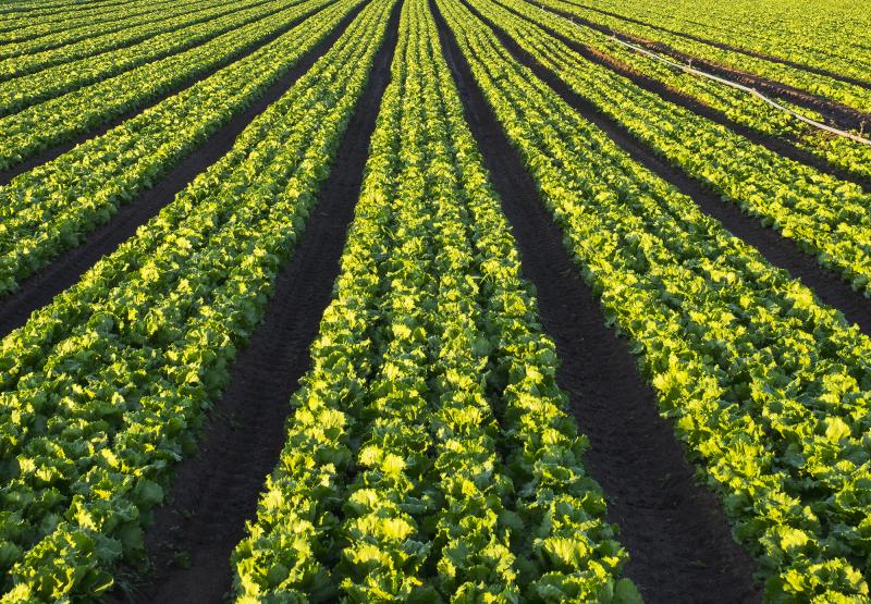 The Food and Drug Administration quickly identified romaine lettuce as the source of a months-long outbreak, but the foodborne illness investigation has been one of the agency's most complicated in years. The Food and Drug Administration quickly identified romaine lettuce as the source of a months-long outbreak, but the foodborne illness investigation has been one of the agency's most complicated in years.