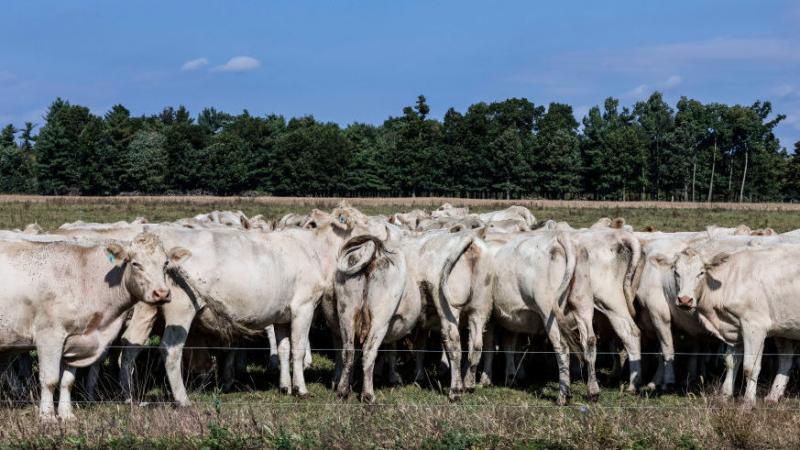 Cows graze on a grass field at a farm in Schaghticoke, N.Y. The grass-fed movement is based on the idea of regenerative agriculture. Cows graze on a grass field at a farm in Schaghticoke, N.Y. The grass-fed movement is based on the idea of regenerative agriculture.