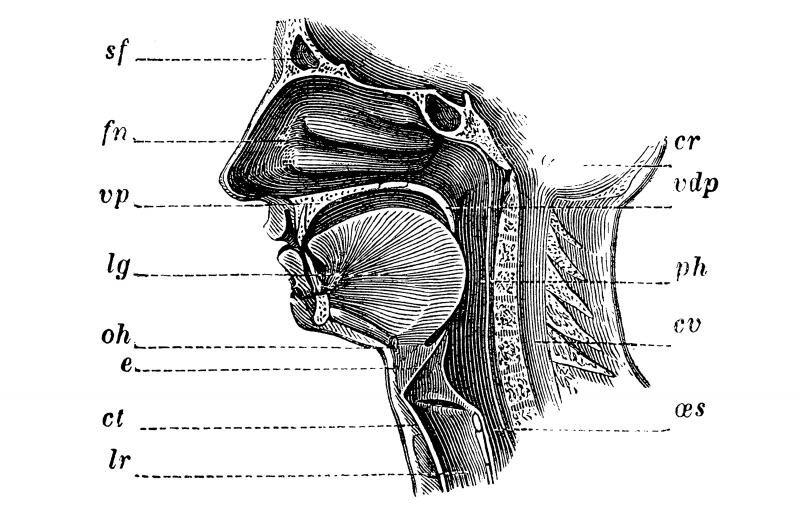 The human nose. The human nose.