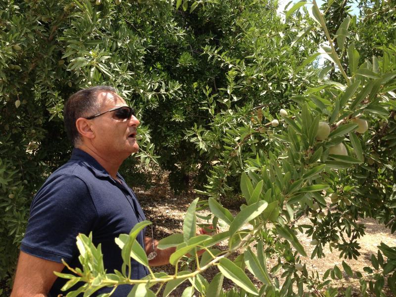 Farmer Efi Cohen inspects almond trees on a kibbutz south of Jerusalem. The Israeli government says it's safe to use treated sewage water to irrigate tree fruit, but not all crops. Farmer Efi Cohen inspects almond trees on a kibbutz south of Jerusalem. The Israeli government says it's safe to use treated sewage water to irrigate tree fruit, but not all crops.