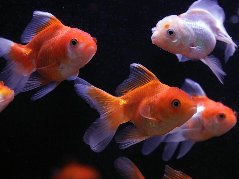 Sure a goldfish can mingle in a tank, but some have taken their movement to the next level by operating robotic vehicles on land as part of an animal behavior experiment. Sure a goldfish can mingle in a tank, but some have taken their movement to the next level by operating robotic vehicles on land as part of an animal behavior experiment.