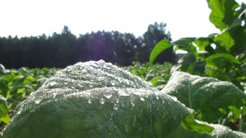 Morning dew glistens on a tobacco leaf in a field outside Rolesville, N.C. Despite a worldwide decline in production, tobacco remains North Carolina's most valuable crop. Morning dew glistens on a tobacco leaf in a field outside Rolesville, N.C. Despite a worldwide decline in production, tobacco remains North Carolina's most valuable crop.