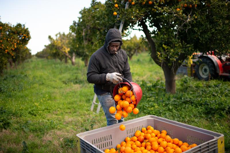 A Senegalese migrant collects oranges on the plain of Rosarno and San Ferdinando in Calabria, Italy, on Feb. 6. The lockdown countries imposed to stop the coronavirus pandemic have cut off the usual flow of seasonal farmworkers. A Senegalese migrant collects oranges on the plain of Rosarno and San Ferdinando in Calabria, Italy, on Feb. 6. The lockdown countries imposed to stop the coronavirus pandemic have cut off the usual flow of seasonal farmworkers.