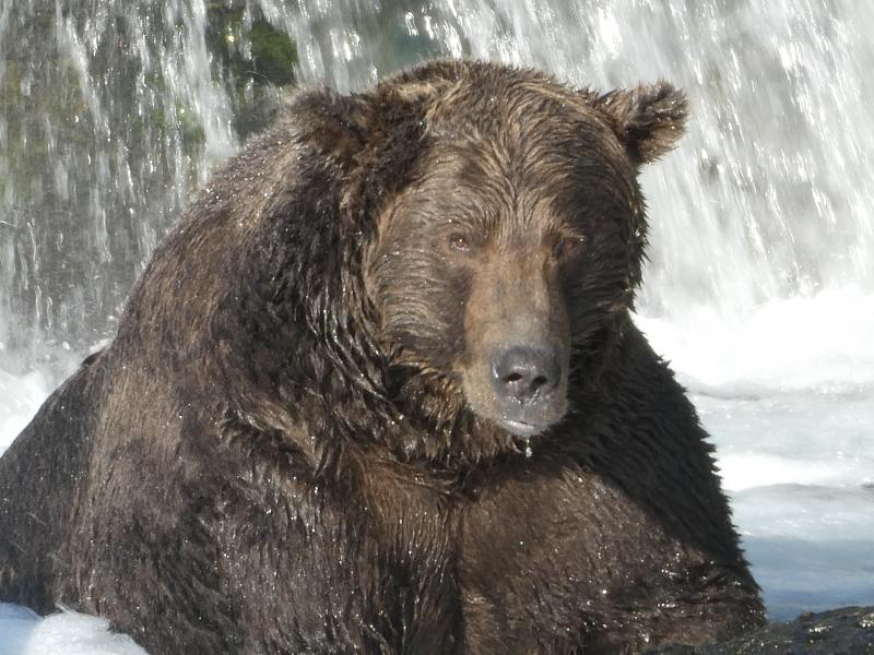 Bear No. 68 has packed on the pounds needed for a long hibernation. Bear No. 68 has packed on the pounds needed for a long hibernation.