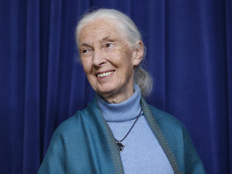 Primatologist Jane Goodall is honored for her lifetime achievements at a ceremony on her 85th birthday at City Hall in Los Angeles on April 3, 2019. Primatologist Jane Goodall is honored for her lifetime achievements at a ceremony on her 85th birthday at City Hall in Los Angeles on April 3, 2019.