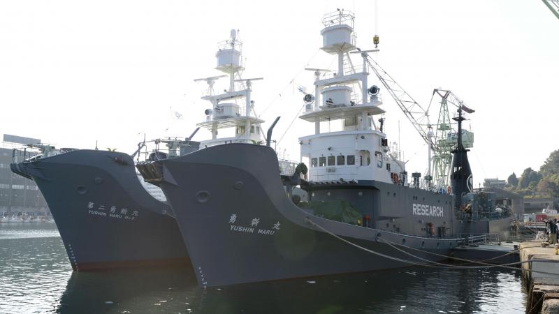 Japan once labeled its whaling vessels with prominent "Research" tags. The country will resume commercial whaling hunts in 2019. Here, the whaling ships Yushin Maru (right) and Yushin Maru No. 2 are seen before leaving for the Antarctic Ocean for a whale Japan once labeled its whaling vessels with prominent "Research" tags. The country will resume commercial whaling hunts in 2019. Here, the whaling ships Yushin Maru (right) and Yushin Maru No. 2 are seen before leaving for the Antarctic Ocean for a whale