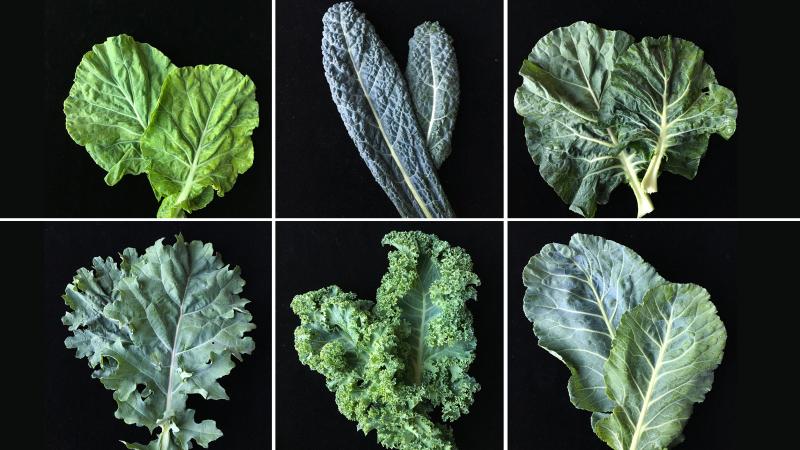 To develop a new variety of kale tailored to American palates, plant researchers are surveying consumer attitudes on the leafy green. Study participants took home the six varieties of kale pictured. The takeaway so far? "Be less like kale." To develop a new variety of kale tailored to American palates, plant researchers are surveying consumer attitudes on the leafy green. Study participants took home the six varieties of kale pictured. The takeaway so far? "Be less like kale."