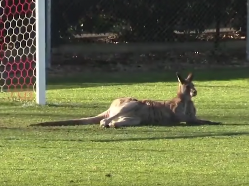 A kangaroo bounded onto on the stadium's soccer field during half-time in a match between Canberra's two top teams — Canberra Football Club and Belconnen United, AP reported. A kangaroo bounded onto on the stadium's soccer field during half-time in a match between Canberra's two top teams — Canberra Football Club and Belconnen United, AP reported.