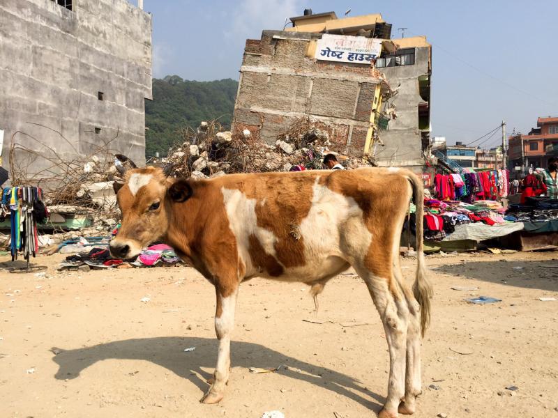 Taking advantage of the post-earthquake chaos, farmers in the Kathmandu region are abandoning unwanted cattle in record numbers. Taking advantage of the post-earthquake chaos, farmers in the Kathmandu region are abandoning unwanted cattle in record numbers.
