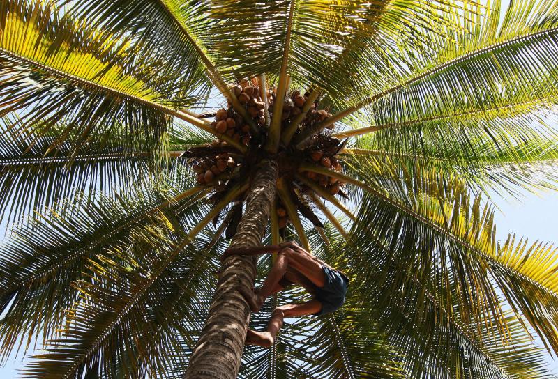 A laborer climbs a tree to pluck coconuts at a farm in India. A laborer climbs a tree to pluck coconuts at a farm in India.