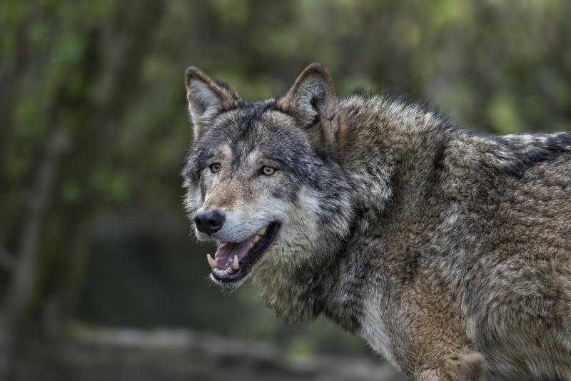 A gray wolf in Jamtland County, Sweden. A wealthy landowner in Scotland is hoping to bring wolves from Sweden to the Scottish Highlands to thin the herd of red deer. A gray wolf in Jamtland County, Sweden. A wealthy landowner in Scotland is hoping to bring wolves from Sweden to the Scottish Highlands to thin the herd of red deer.