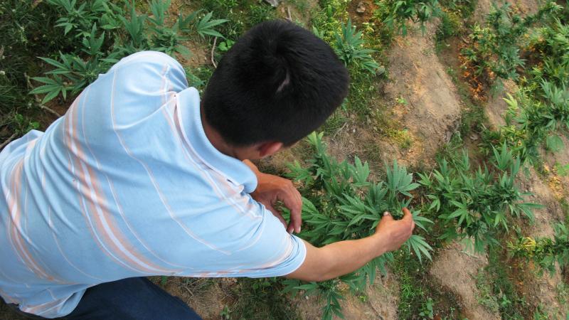 Nabor, a small-scale marijuana grower in the northwestern Mexican state of Sinoloa, checks his plants. As legal pot increasingly becomes available in the U.S., Americans appear to be buying more that is grown domestically. Prices for marijuana from Mexico Nabor, a small-scale marijuana grower in the northwestern Mexican state of Sinoloa, checks his plants. As legal pot increasingly becomes available in the U.S., Americans appear to be buying more that is grown domestically. Prices for marijuana from Mexico