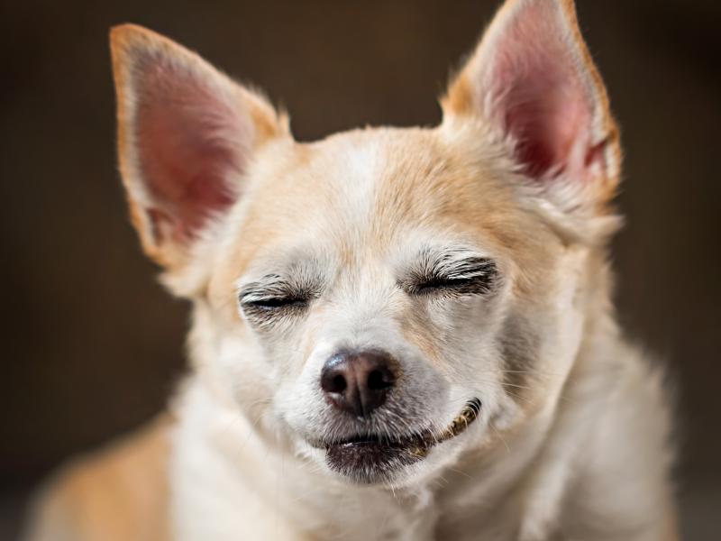 THC, a key psychoactive ingredient in marijuana, is toxic to dogs, veterinarians warn. So keeping dogs away from discarded joints, edible marijuana or drug-tainted poop is important. THC, a key psychoactive ingredient in marijuana, is toxic to dogs, veterinarians warn. So keeping dogs away from discarded joints, edible marijuana or drug-tainted poop is important.