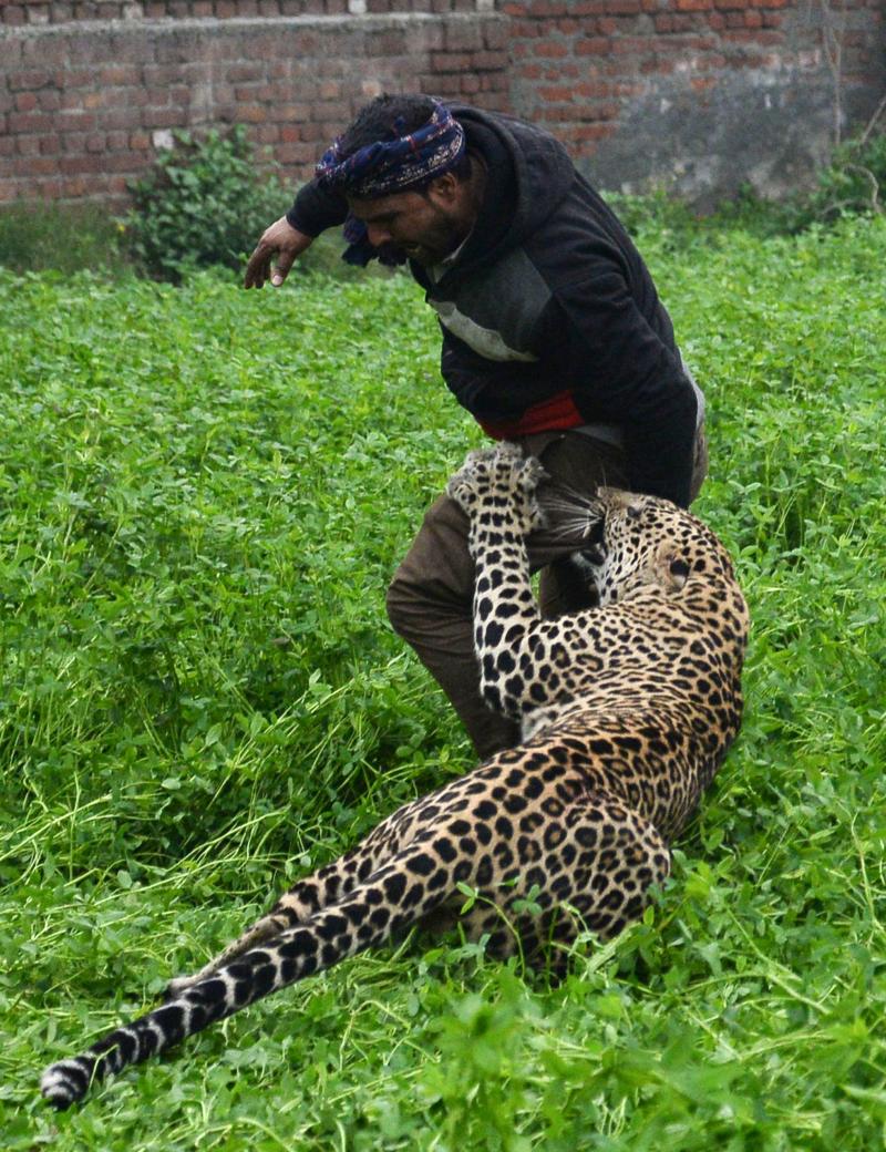 A leopard attacks a man in the northern Indian city of Jalandhar on Thursday. A leopard attacks a man in the northern Indian city of Jalandhar on Thursday.