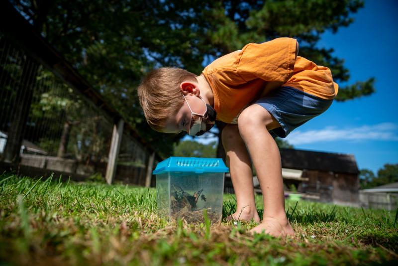Lachlan Barilleau, 5, enjoys catching insects in his backyard in Central, near Baton Rouge, La. Lachlan Barilleau, 5, enjoys catching insects in his backyard in Central, near Baton Rouge, La.