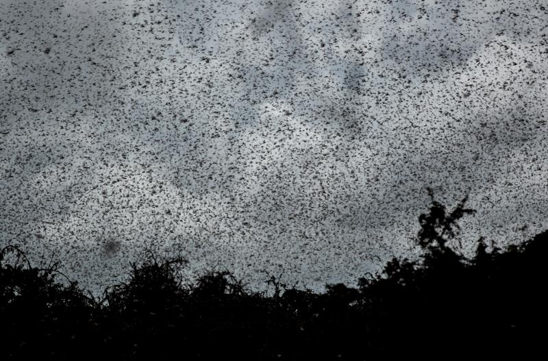 A swarm of desert locusts flies above trees in a Kenyan village. Hundreds of millions of the insects have arrived in Kenya, where they're destroying farmland. A swarm of desert locusts flies above trees in a Kenyan village. Hundreds of millions of the insects have arrived in Kenya, where they're destroying farmland.