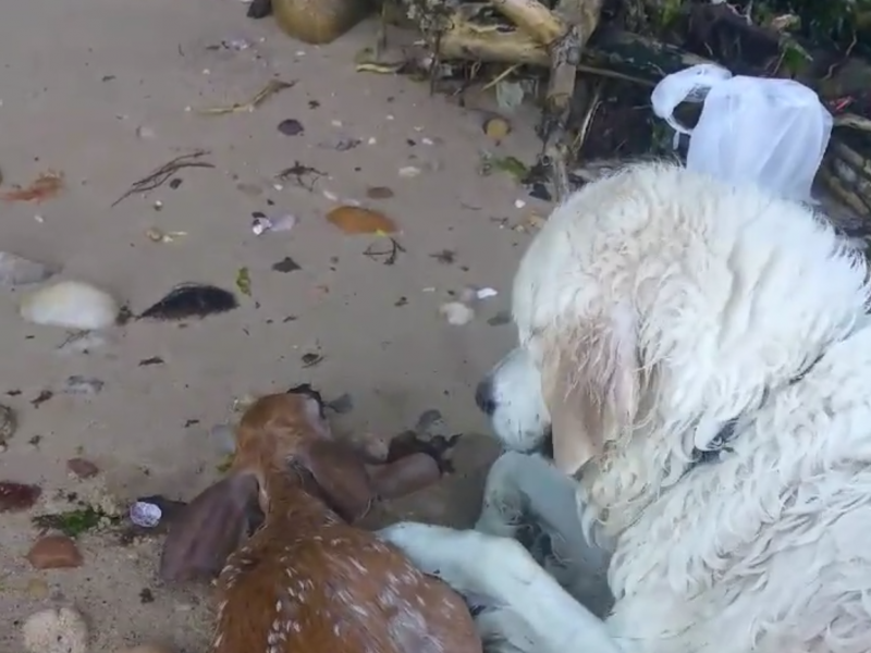 Storm, an English golden retriever, rescued a baby deer from the Long Island Sound on Sunday. Storm, an English golden retriever, rescued a baby deer from the Long Island Sound on Sunday.