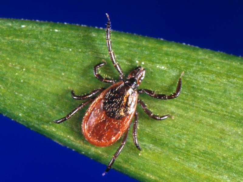 Black-legged ticks carrying the bacterium that causes Lyme have been found in the coastal chaparrals surrounding California beaches. Black-legged ticks carrying the bacterium that causes Lyme have been found in the coastal chaparrals surrounding California beaches.