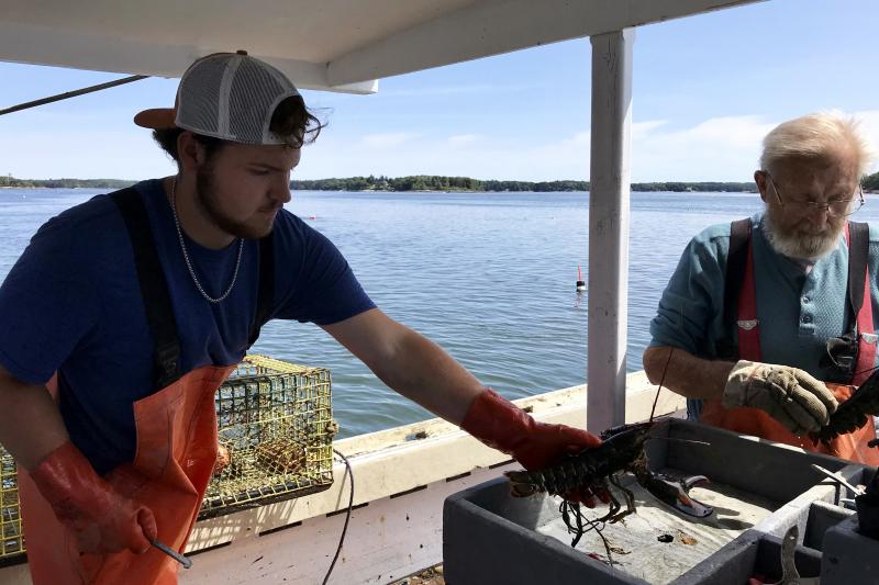 Nick Prior adds a keeper to the box for his grandfather Verge to band its claws. Nick hopes to continue the family tradition but isn't sure lobstering is sustainable as a career. Nick Prior adds a keeper to the box for his grandfather Verge to band its claws. Nick hopes to continue the family tradition but isn't sure lobstering is sustainable as a career.