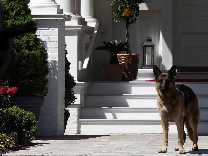President-elect Joe Biden's dog Champ stands during speeches at the vice president's residence in 2012. When the family returns to Washington, Champ will have to show his younger brother, Major, the ropes. President-elect Joe Biden's dog Champ stands during speeches at the vice president's residence in 2012. When the family returns to Washington, Champ will have to show his younger brother, Major, the ropes.