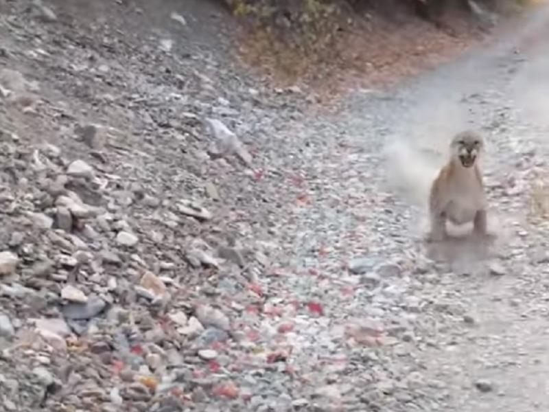 A mountain lion charges towards runner Kyle Burgess in Provo, Utah. A mountain lion charges towards runner Kyle Burgess in Provo, Utah.